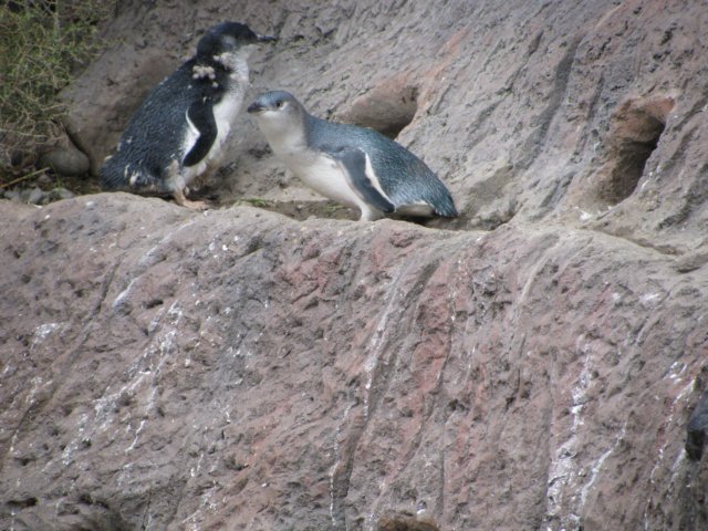 penguinsburrow.jpg