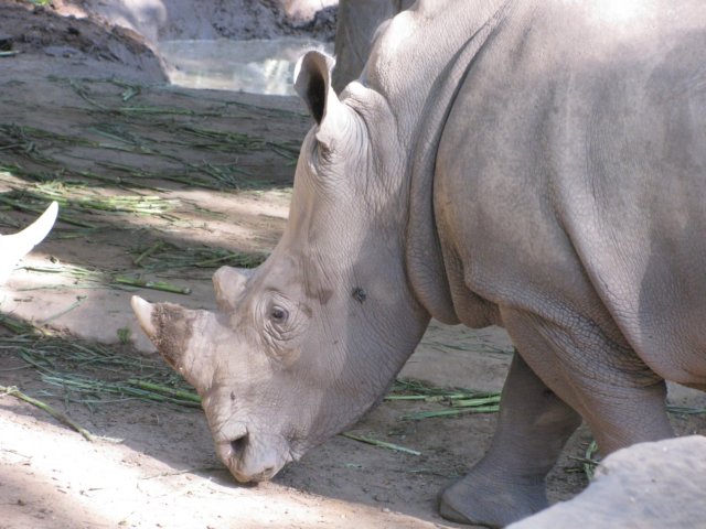 rhino3.jpg