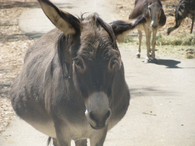 donkey2.jpg