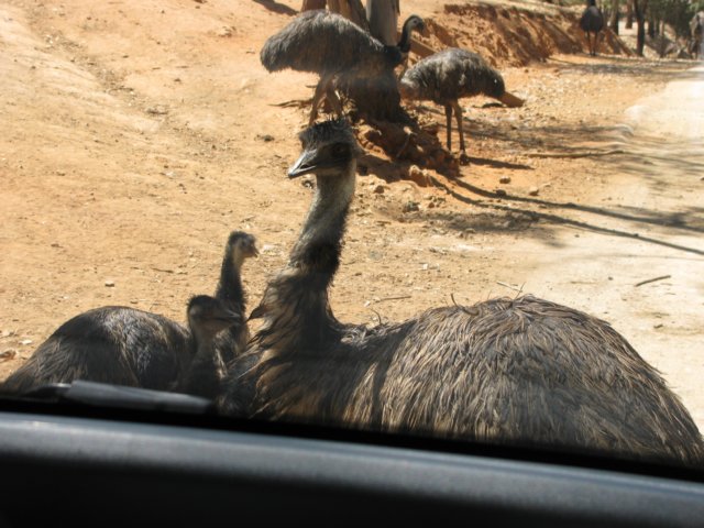 ostriches2.jpg